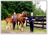 �J�i�f�B�A���E�t�@�[���X�e�C