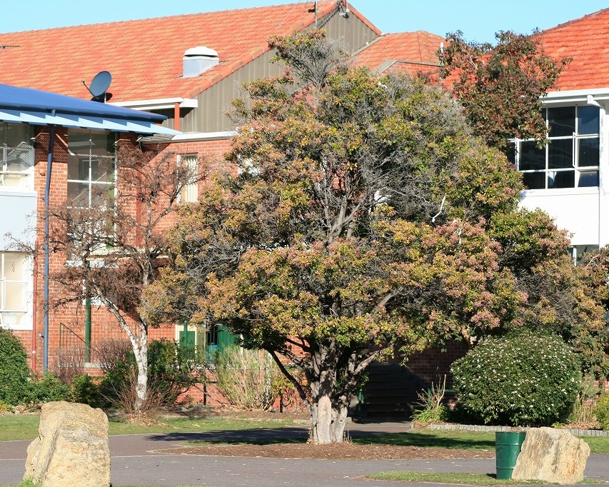 clarence-high-schoolcourtyard